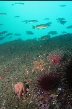 seastar, anemone and urchins on wall