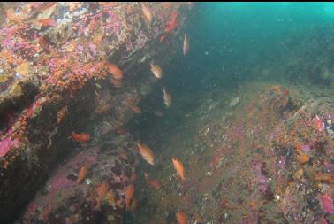 Puget Sound rockfish in crack on 2nd wall