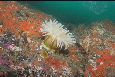 anemone on wall