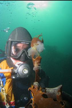 hooded nudibranchs on kelp