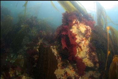 tunicates in shallows by entry-point