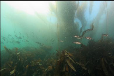 black rockfish