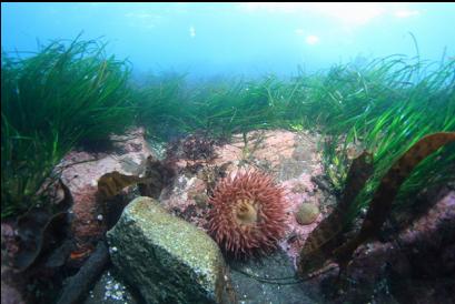 Surfgrass! In Haro Strait!