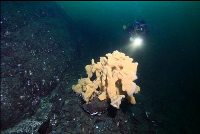 cloud sponge