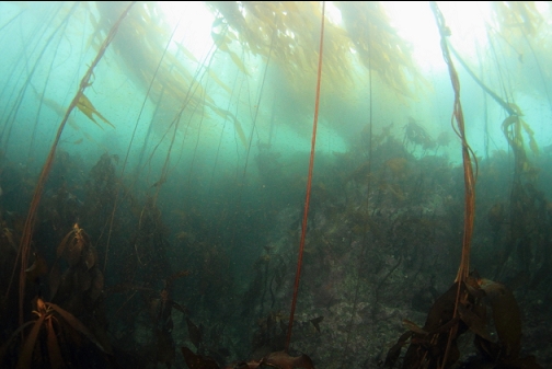 back in the kelp forest