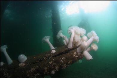 anemones on fallen piling