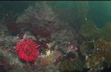 ANEMONE AND ROCKFISH