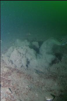 CLOUD OF SILT FROM FLOUNDER TAKING OFF