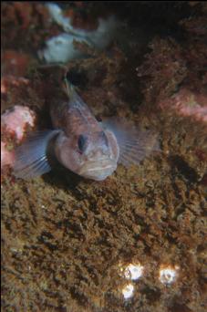 GOBY