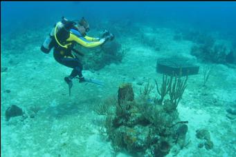 DIVER TAKING PICTURE