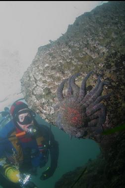 sunflower star near surface