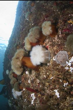 nudibranch and anemones