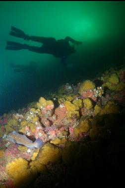 kelp greenling on wall