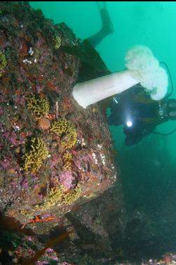 plumose anemone and yellow staghorn bryozoans