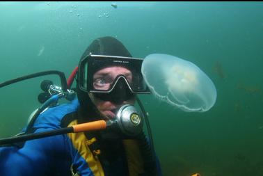 moon jelly attracted by fashionable mask