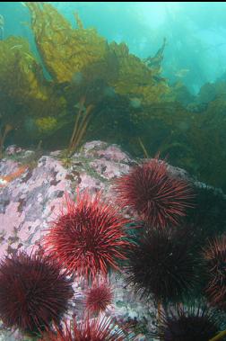 urchins and kelp