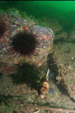 quillback rockfish on first dive