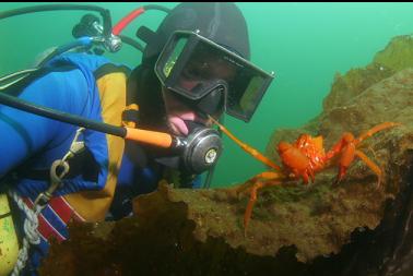 kelp crab