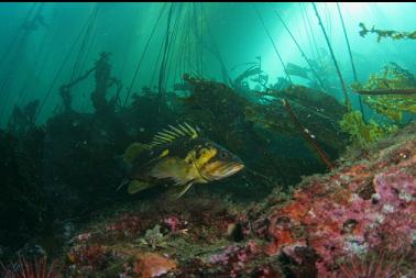 copper rockfish under kelp