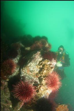 urchins and giant barnacles