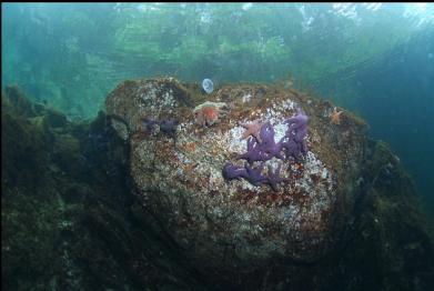 seastars near surface