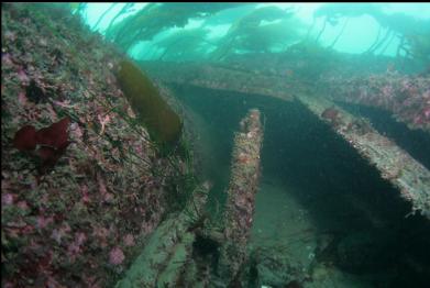 stern tube on left and kelp-covered wreckage on top