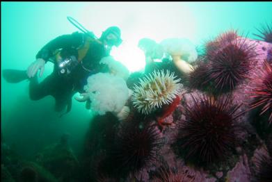 anemones and urchins at tip of point