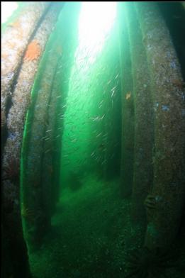 tube snouts under dock