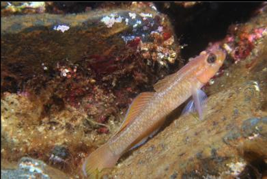 goby