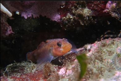 blackeye goby