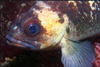 copper rockfish