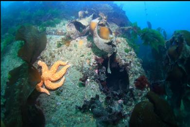 seastar next to hole in metal tank