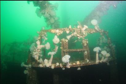 anemones on bow area