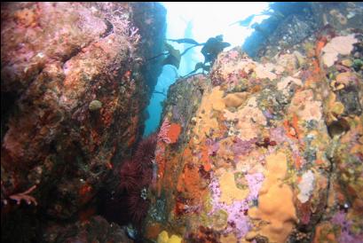 colourful side of reef in shallows