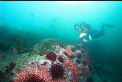 anemone and urchins 