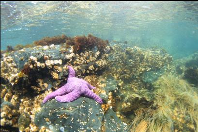 seastar in shallows