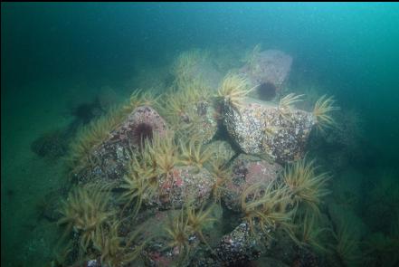 feather stars on boulders