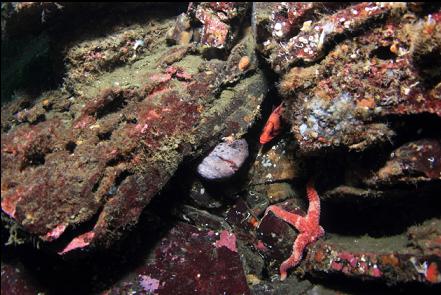 female wolfeel and tiger rockfish