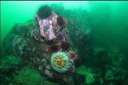 urchins and fish-eating anemone