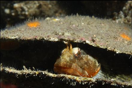 scalyhead sculpin in a rock scallop shell