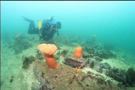 plumose anemones 20 feet deep