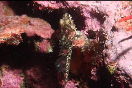 small sculpin