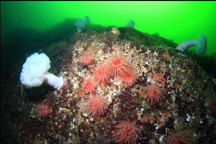 crimson anemones