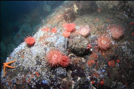 crimson anemones