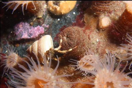 hermit crab and zoanthids