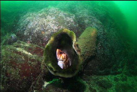 copper rockfish in a boot sponge