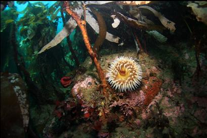 fish-eating anemone