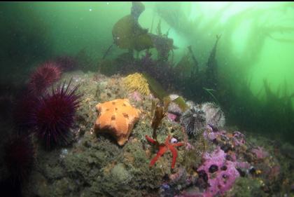 seastars and urchins under the kelp