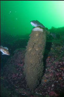 LINGCOD ON SPONGE