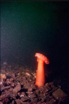 ORANGE PLUMOSE ANEMONE